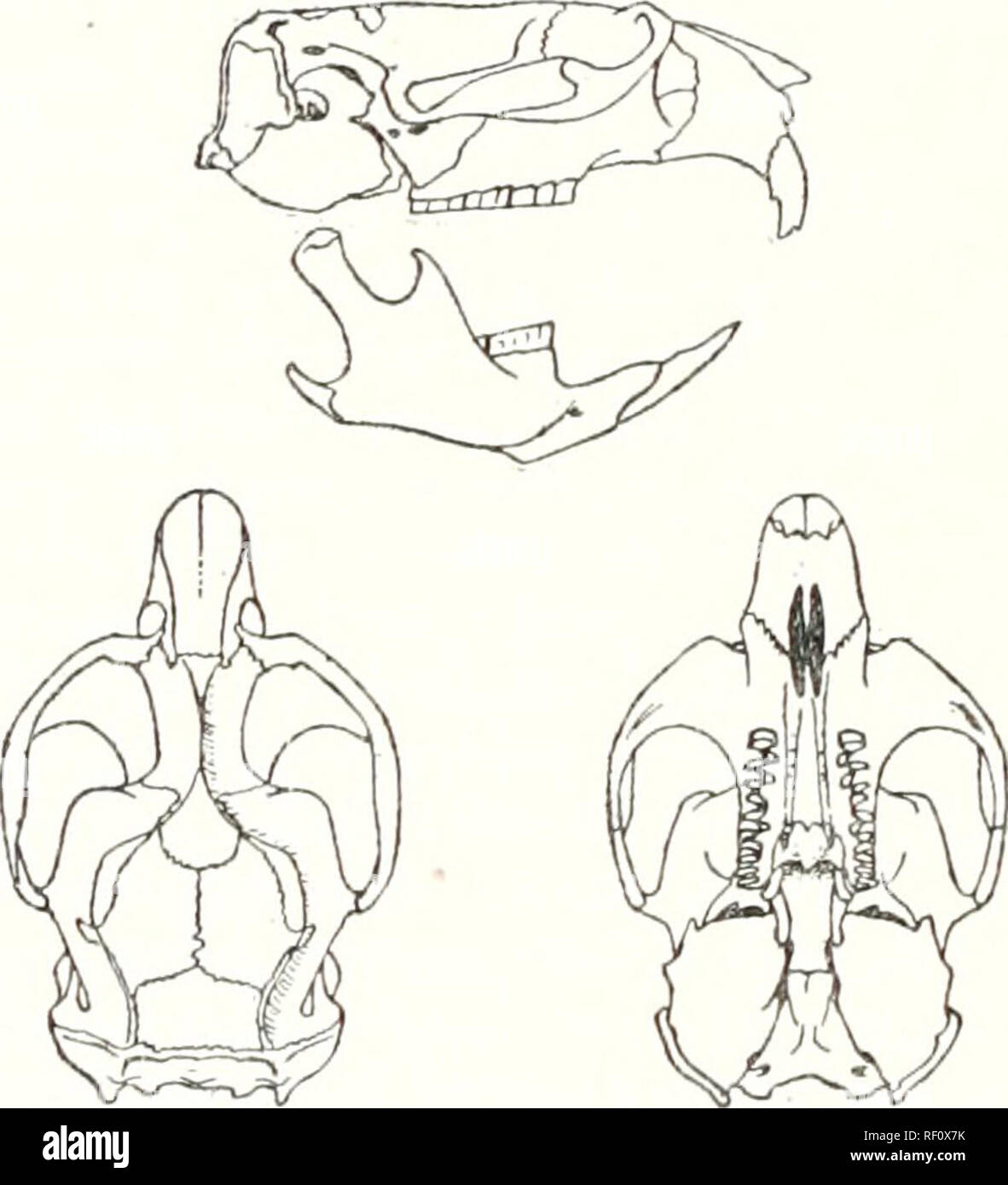 Proarticulates . Catalogue of the mammals of western Europe (Europe exclusive of ...
