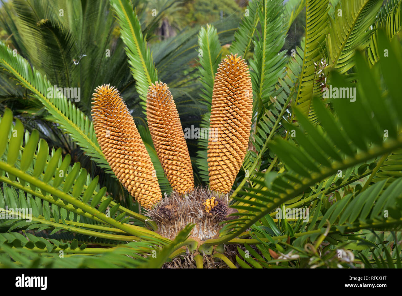 Encephalartos cycad from south africa Stock Photo