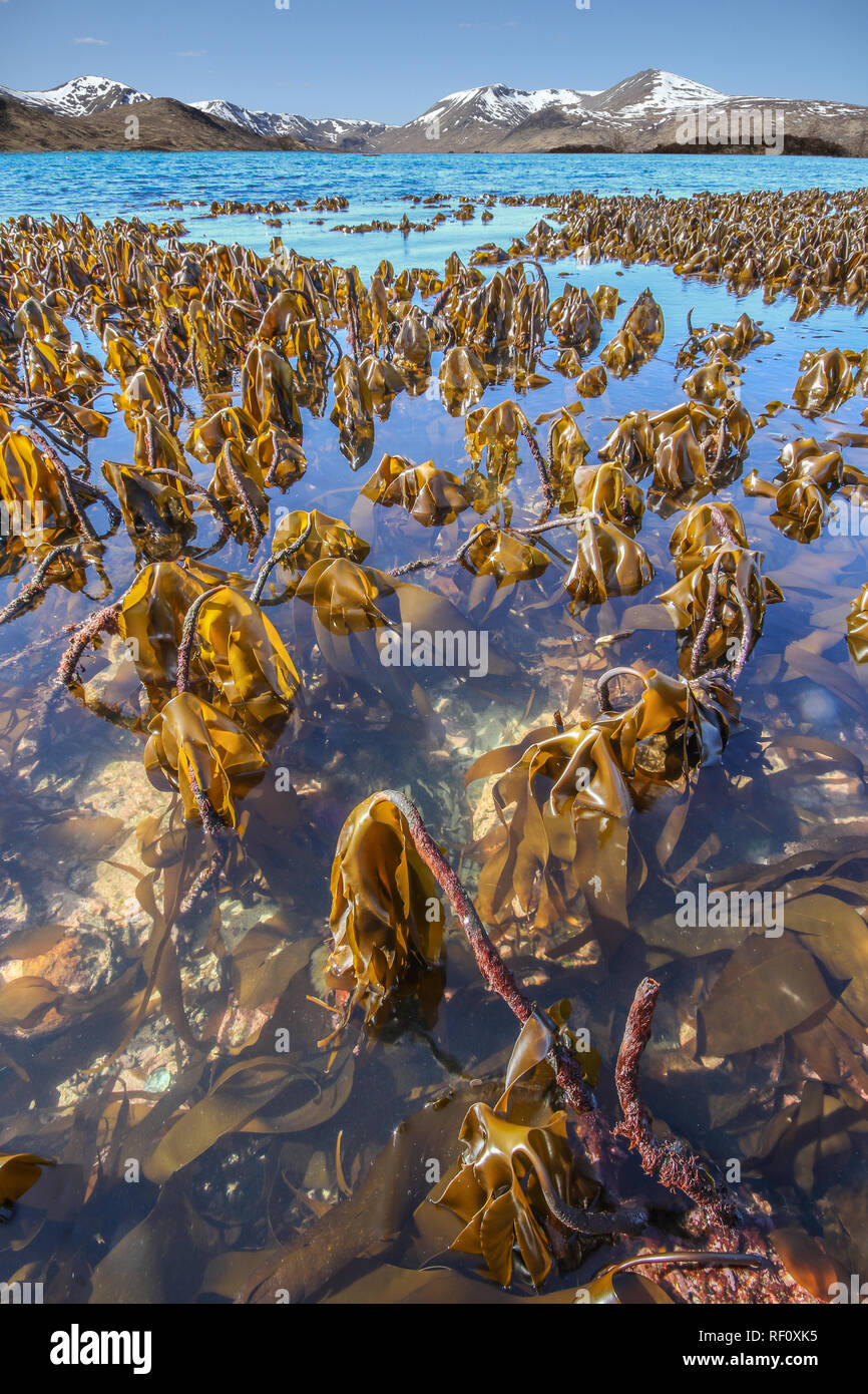 kelp laminaria hyperborea at low tide on rocky seashore showing holdfast Stock Photo