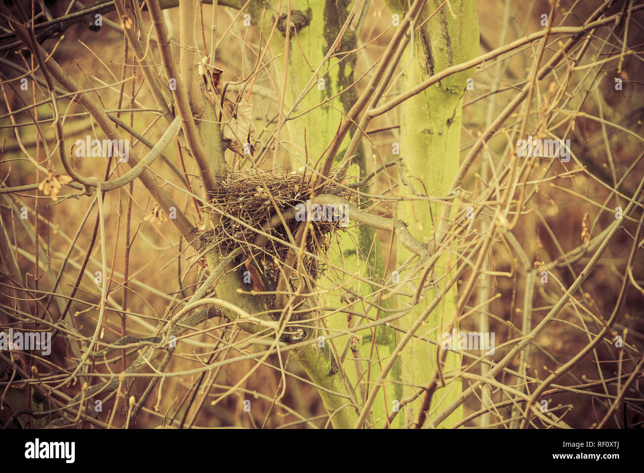 Bird nest empty in forest natural setting Stock Photo - Alamy