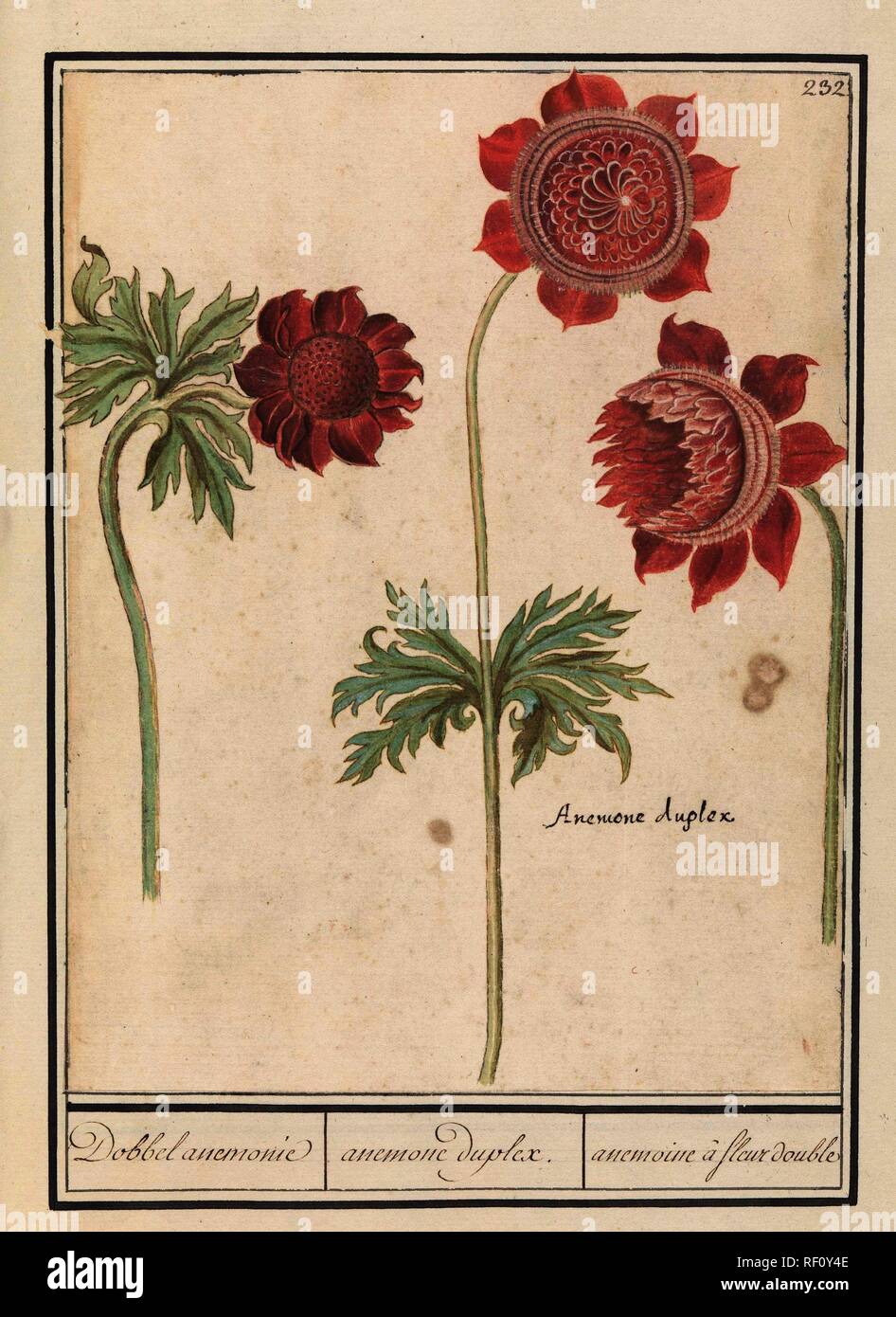 Fleur Double Stock Photos Fleur Double Stock Images Alamy