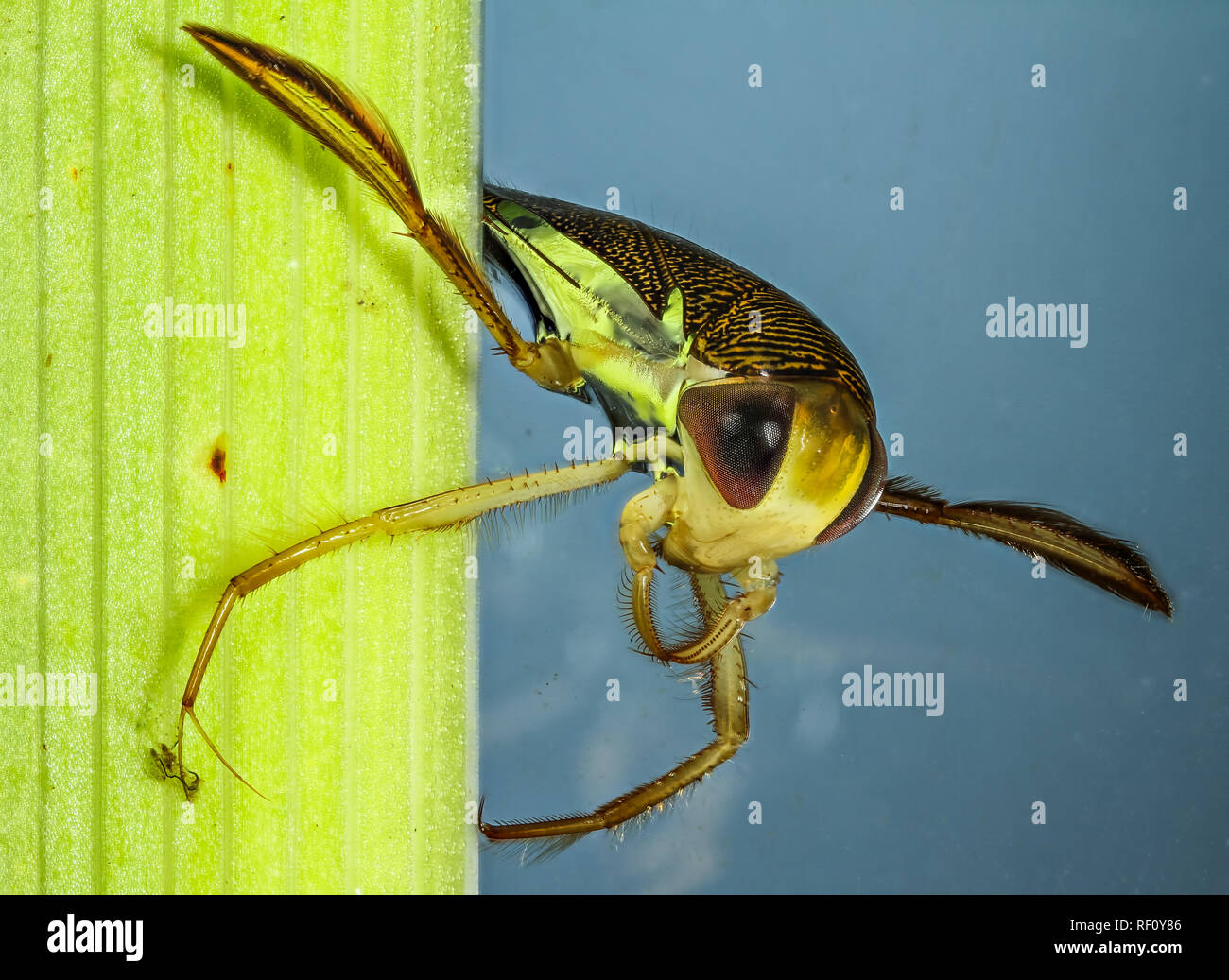 Lesser water boatman Corixa living true bug from pondwater focus stacked Stock Photo