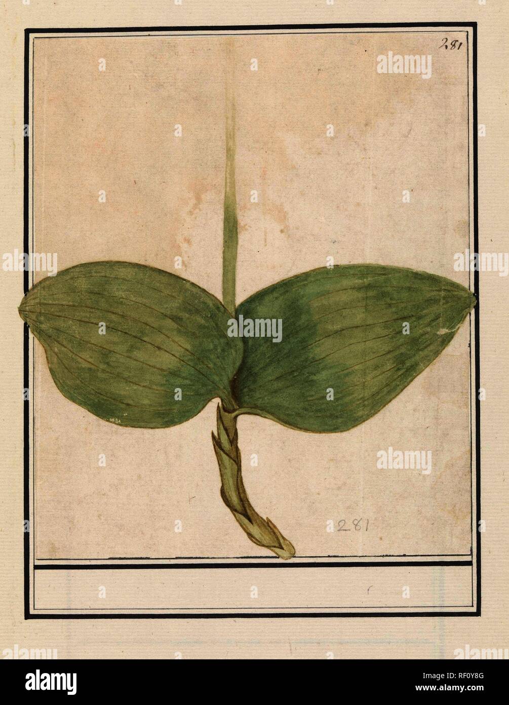 Unknown plant. Draughtsman: Anselmus Boëtius de Boodt. Draughtsman: Elias Verhulst. Dating: 1596 - 1610. Place: Praag. Measurements: h 220 mm × w 184 mm. Museum: Rijksmuseum, Amsterdam. Stock Photo