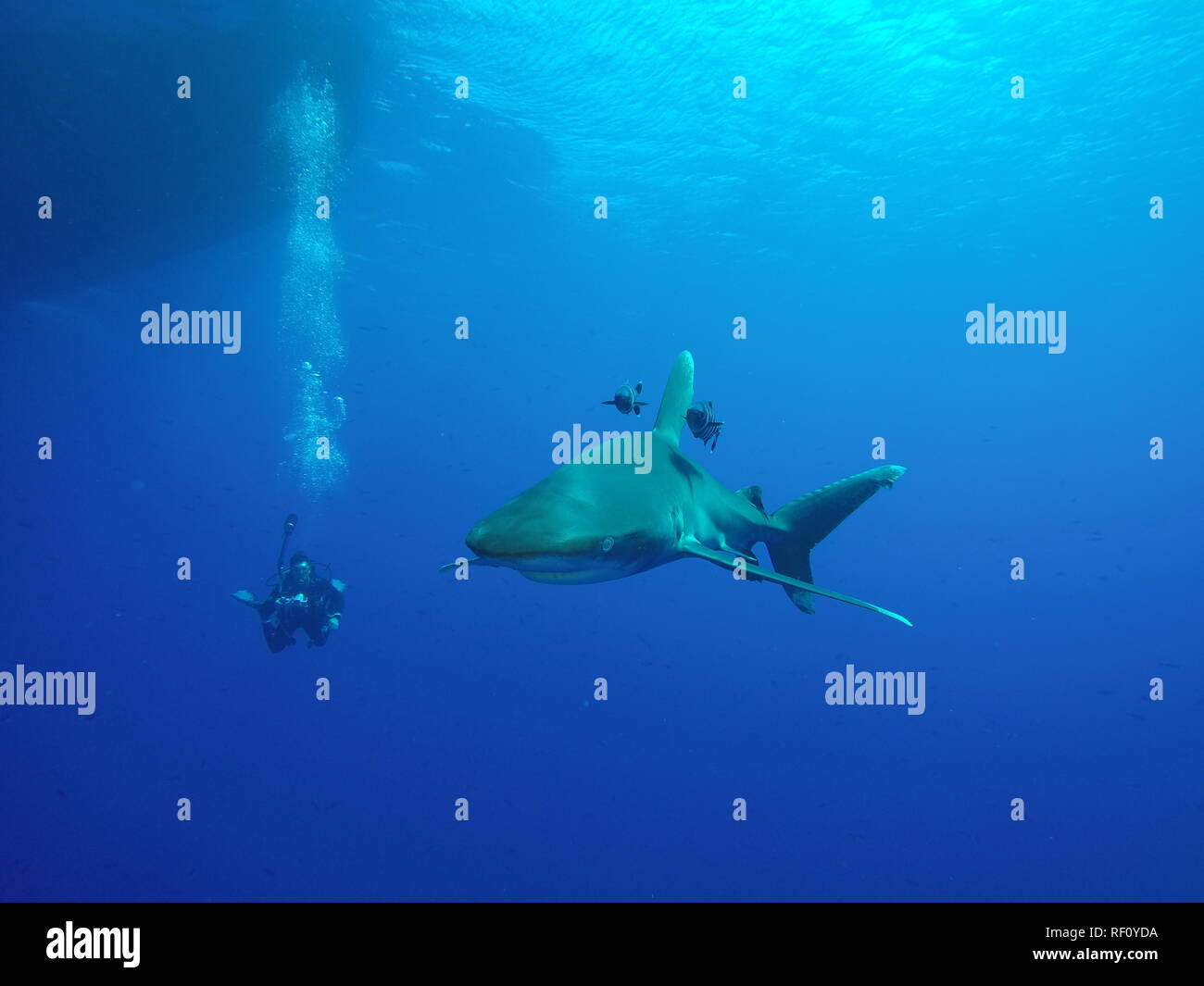 Longimanus shark or pelagic white tip shark patrolling at the surface during the safety stop while diving on the Daedalus reef in the Red Sea, Egypt Stock Photo
