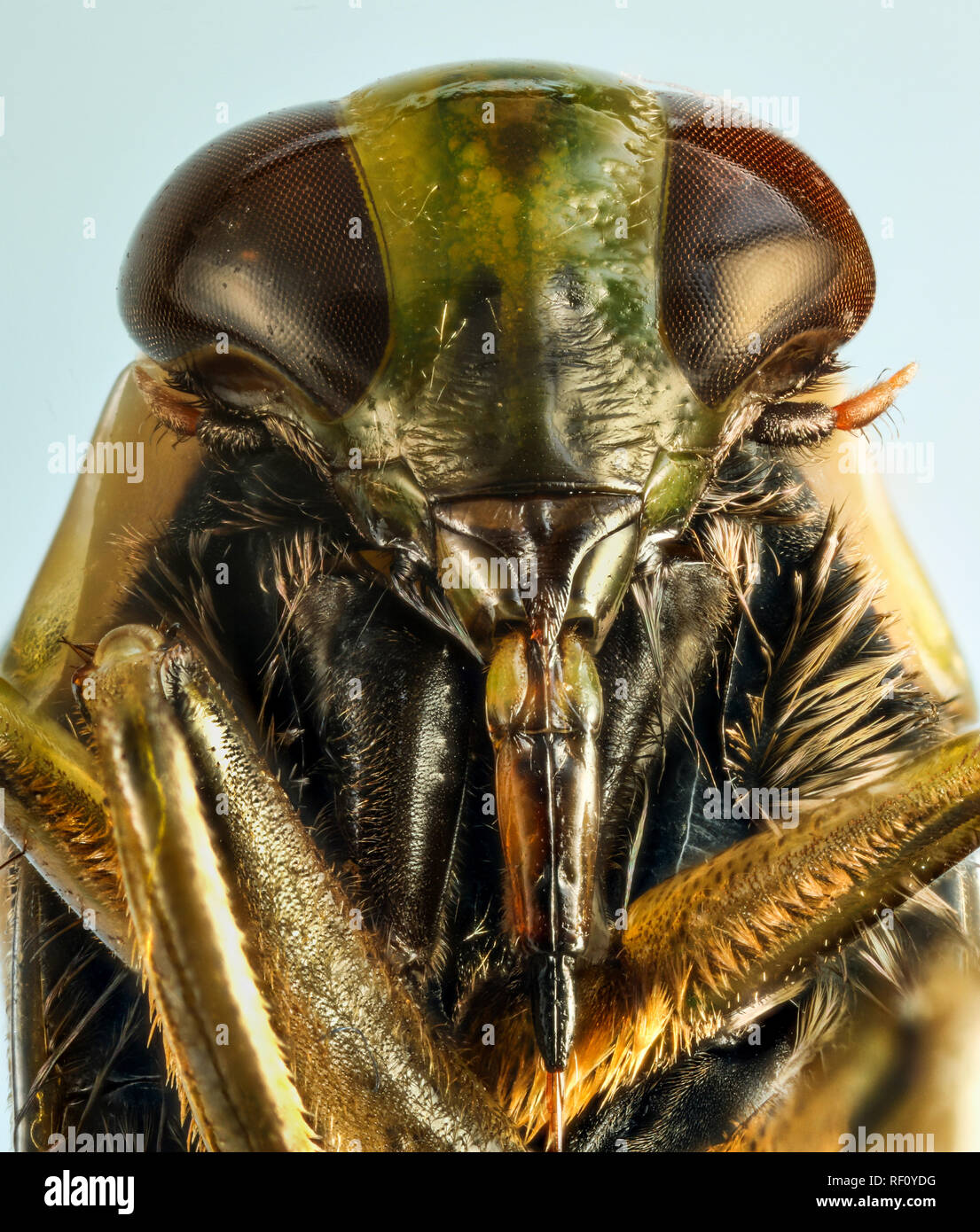 Greater water boatman head view from pondwater Notonecta focus stacked Stock Photo