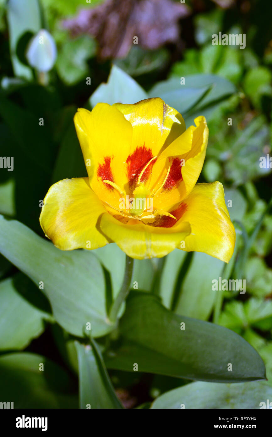 Tulpen tulipa sp hi-res stock photography and images - Alamy