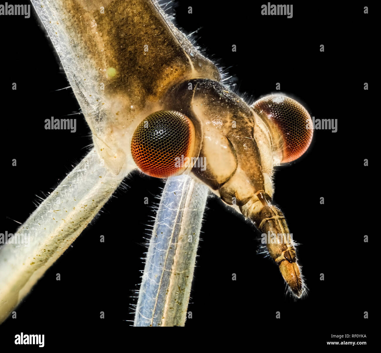 Head of water stick insect Ranatra living true bug from pondwater focus