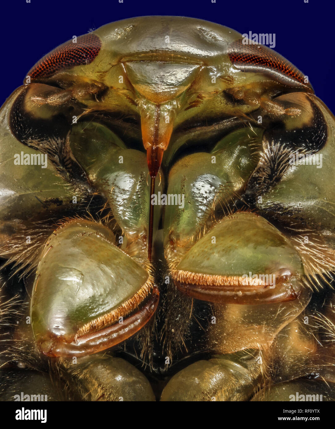 Saucer bug ilyocoris living from pondwater head view focus stacked Stock Photo