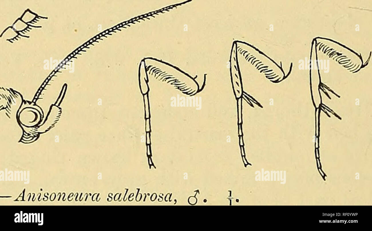 . Catalogue of the Lepidoptera Phalænæ in the British museum. Moths. .'^V^ ^. Fig. 63.—Aiiisoneura salebrosa, (5&quot;. fore wing with faint dark bar from costa to lower angle of cell, sinuous dark postmedial line, and white subterminal line excurved below costa ; hind wing with curved dark antemedial line, dark medial line excurved beyond the cell, and white subterminal line excurved at vein 6. Sal. SiKHiM, 2 c?, 1 $ ; Assam {Badgley), 1 c?, 1 $, Silhet {StainsfortJi), 1 d, 2 $; Borneo, Kuching (Shelford), 1 c?; SuMBA. .Exp. 66-72 millim. Genus ANYDROPHILA. Anydrophila, John, Eev. Euss. Ent.  Stock Photo
