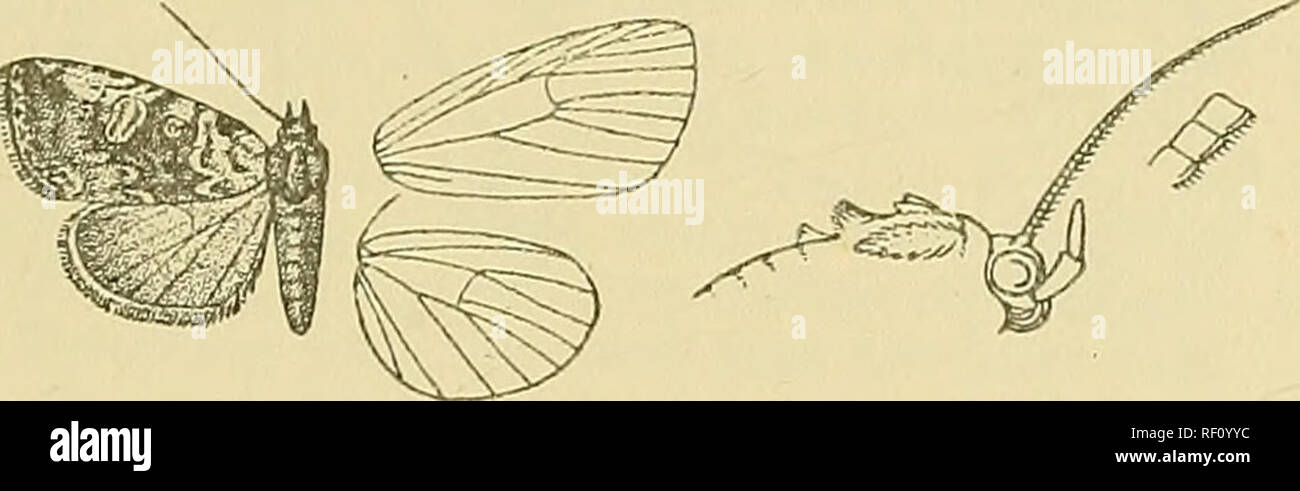 . Catalogue of the Lepidoptera Phalænæ in the British museum. Moths. EtrSTEOTIA. o67 Sect. II. Antennae of male somewhat laminate and minutely ciliated. A. Palpi with the 3rd joint as long a8 the 2nd and reaching far above vertex of head. 5850. Eustrotia chuza. Pseudina chioza, Druce, Biol. Centr.-Am., Het. ii. p. 494, pi. 95 f 13 (1898). 5 . Head and thorax purplish grey mixed with some white and fuscous, the vertex of head and base of tegulse whiter, the latter with slight black medial line ; tarsi fuscous ringed with pinkish; abdomen ochreous white suftused with brown, the basal crest tippe Stock Photo