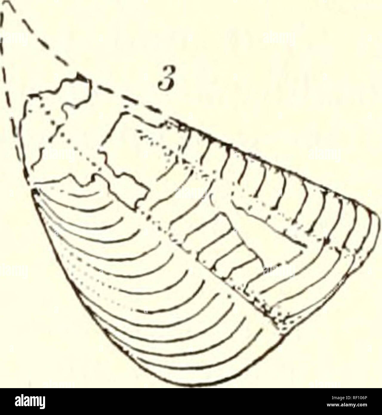 . Catalogue of the Machaeridia (Turrilepas and its allies) in the Department of Geology. 62 BRITISH MUSEUM MACHAERIDIA from those of P. peachi and P. scotictis by the marked sigmoid curve of its growth-lines and the obHque section of the longi- tudinal groove. Without study of a series of the actual plates I do not feel in a position to discriminate the species. PLUMULITES ESTHONICUS Withers (Text-figs. 3-6) 1921, July. Plumulites esthonicus Withers, Ann. Mag. Nat. Hist. (9), VIII, p. 125, text-figs. 1-4. Diagnosis. Kite-shaped plates with the apical part moder- ately attenuated, the growth-li Stock Photo