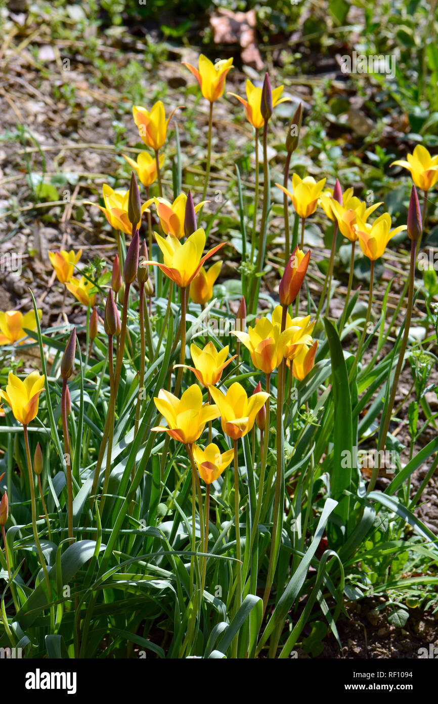 Tulpen tulipa sp hi-res stock photography and images - Alamy