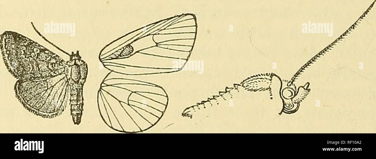 . Catalogue of the Lepidoptera Phalænæ in the British museum. Moths. 468 NOCTUIDiR. 5713. Amyna octo. Ferigea octo, Guen. Noct. i. p. 233(1852); Ilmpsn. Motlis Iiid. ii. p. 251 Stand. Cat. Lep. pal. p. 232. Amyna axis, Guen. Noct. i. p. 407 (1852). Toaphila stricta, Wlk. xiv. 1476 (1858). Celcena fiavigutta, Wlk. xv. 1688 (1858). CelcBiia j)erfundens, Wlk. xv. 1691 (1858). Ilattia cephusalis. Wlk. xvi. 209 (1858); Moore, Lep. Ceyl. iii. p. 27, pi. 146. ff. 4, 4 'a. Ami/na colon. Gueu. Maillard's Eeunion, p 37 (1862). Terigea vexahilh, Wllgrn. Wien. Eiit. Moa. vii. p. 148 (1863). Miana inornata Stock Photo