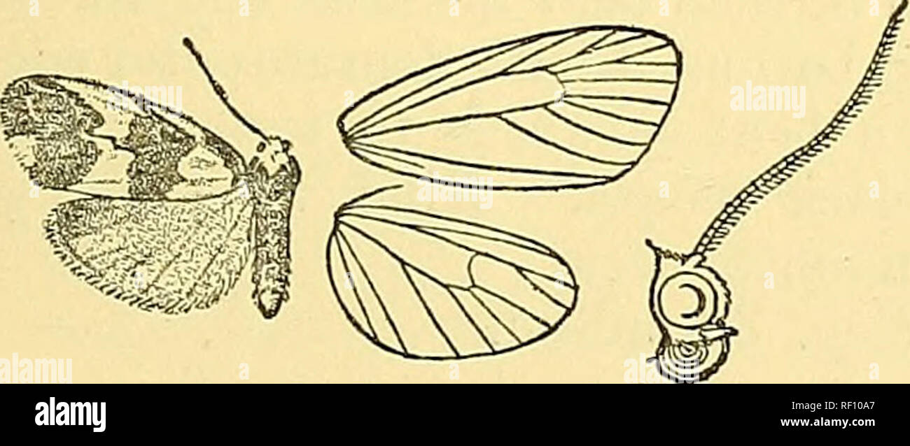 . Catalogue of the Lepidoptera Phalaenae in the British Museum. Moths; Lepidoptera. PHILENOEA. 509 ani hind wing pale yellow. Fore wing with very oblique series of black points from below middle of costa to inner margin ; a dis- coidal point; a very oblique postmedial series of points, bent out- wards from below costa to vein 4 and angled on veins 6 and 4; cilia chequered with fuscous. Hah. Madagascar, type f $ in Coll. Mabille. Exp. 24 millim. *1093. Philenora bijuga. (Plate XXXIII. fig. 5.) Lithosia bijuga, Mab. Bull. Soc. Ent. Fr. 1899, p. 270. 2 . Ochreous yellow. Fore wing with small blac Stock Photo