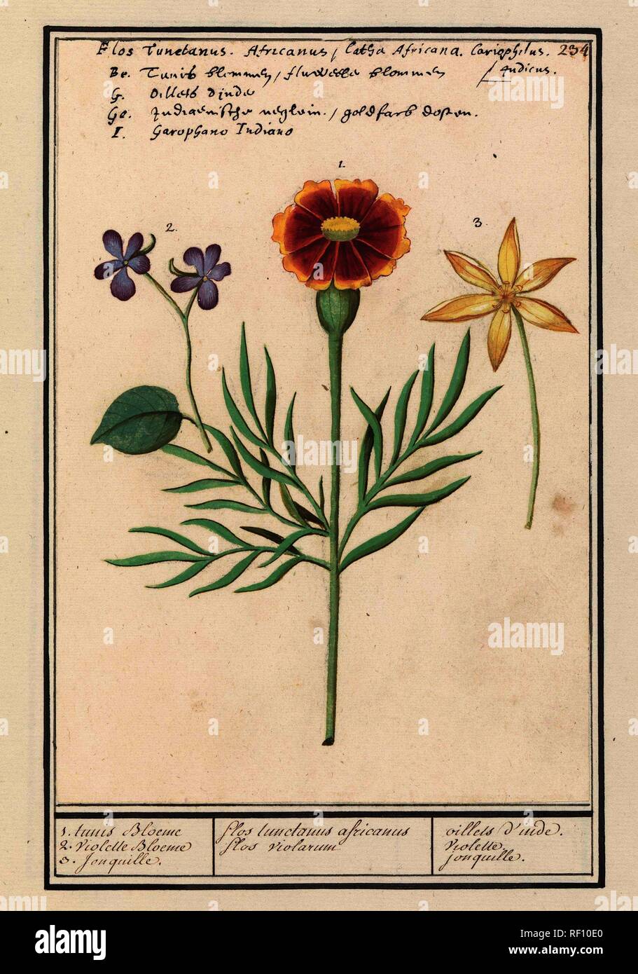 Afrikaantje (Tagetes), viooltje (viola) en narcis (Narcissus). 1. tunis Bloeme 2. Violette Bloeme 3. Jonquille. / flos tunctanus africanus flos violarum / oillets d'inde. violette. jonquille (title on object). Draughtsman: Anselmus Boëtius de Boodt. Draughtsman: Elias Verhulst. Dating: 1596 - 1610. Place: Praag. Measurements: h 244 mm × w 172 mm. Museum: Rijksmuseum, Amsterdam. Stock Photo