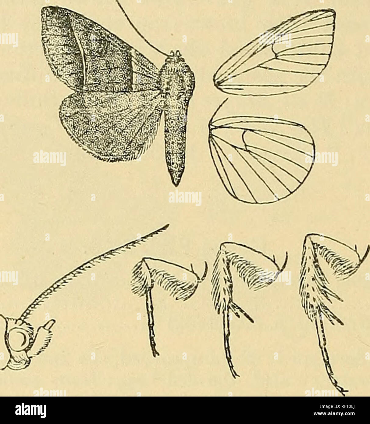 . Catalogue of the Lepidoptera PhalÃ¦nÃ¦ in the British museum. Moths. 103 KOCTUID^. inner margin ; cilia brownish grey ; the underside ochreous brown, the apical area browner.. Fig. 29.-Phcri/s vinculum, S â¢ - Hah. U.S,A., Southern States, Florida {Doithleday), 2 6 , Miami (Schmis), 1 J, N. Smyrna, 1 d, Tampa, 1 6 ; Bahamas, Nassau (Sir G. Carter, Boiihote), 3 cj', 1 $ . JEwj). 36-40 millim. 7877. Phuiys immunis. (Plate CCXXIV. fig. 1.) Thurys imonunis, Guen. Noct. iii. p. 305 (1852).; Dnice, Biol. Cent.-Aiu., Ilet. i. p. 385. S â Head and thomx ochreous tinged with red-brown ; antennae br Stock Photo