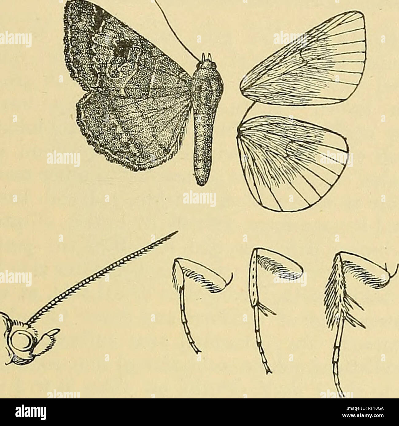 . Catalogue of the Lepidoptera Phalænæ in the British museum. Moths. Mocis. 97 whitish suffused with brown. Hind wing grey suffused with brown ; an indistinct dark postmedial line and double diffused sub- termmal line; cilia whitish suffused with brown; the underside with the basal half tinged with rufous, the terminal half grey tinged and irrorated with brown.. Fig. 26.—Mods mutliaria, S- t- $ . Fore wing without the antemedial black point above inner margin, a sinuous medial line, the reniform wholly defined by brown and without the bifid black mark beyond it, a prominent dark shade before t Stock Photo