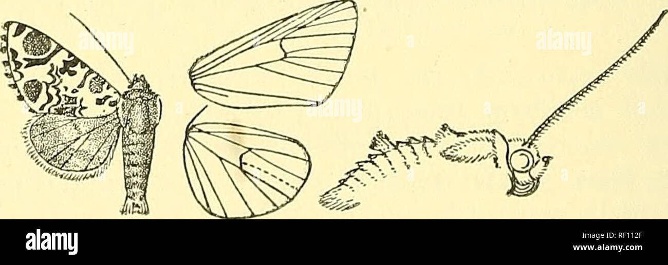. Catalogue of the Lepidoptera Phalaenae in the British Museum. Moths; Lepidoptera. 650 &gt;-OClUID.E. vein 4, tbea incurved, broad diffused subterininal brown band from oosta to submedian fold, and terminal series of black lunules. Hah. Canada, Ontario, Orillia (Bush), 1 $ type; U.S.A., Massacbusetts, New York, Long I., llhode I., 2 $, Pennsylvania, 1 2 •) Wisconsin, Missouri. Ex-p. '66-'3S iniliim. Larva. Smith &amp; Djar, Pr, U.S. Nat. Mus. xxi. p. 183 ; Harr. Ent. Corresp. 1869, p. 174, f. 25. Head shining black. Body compressed laterally, humped dor- sally at joints 5 and 6, very strongly Stock Photo