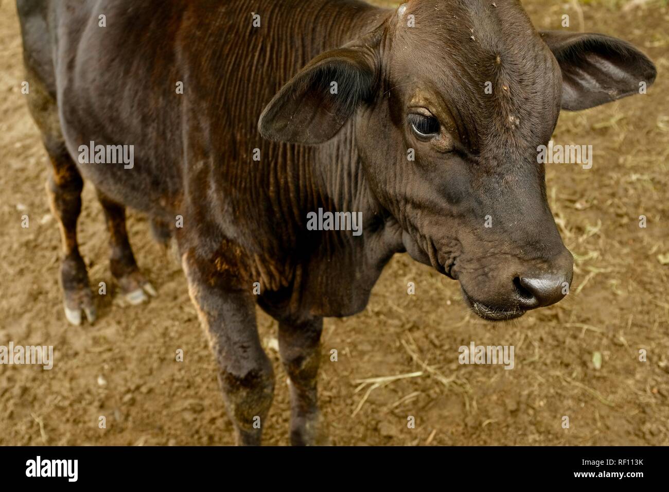 A calf, Mia Mia State Forest, Queensland, Australia Stock Photo