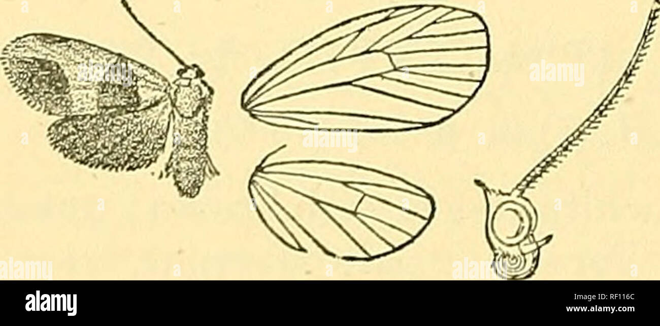 . Catalogue of the Lepidoptera Phalaenae in the British Museum. Moths; Lepidoptera. 382 AECTIAD^. crimson, the ventral surface -whitish. Pore wing white, irrorated with a few blackish scales which form diffused patches below base of cell and on inner margin beyond middle. Hind wing fuscous, with pale crimson patch on inner area from base to beyond middle. Hah. Beazil, Espiritu Santo, 1 d&quot; type. Exp. 18 millim. 812. Talara cinerea, n. sp. (Plate XXVIII. fig. 24.) 5 . Puscous suffused with grey. Fore wing irrorated with black scales. Abdomen and hind wing dark fuscous. Hah. Colombia, Sta. M Stock Photo