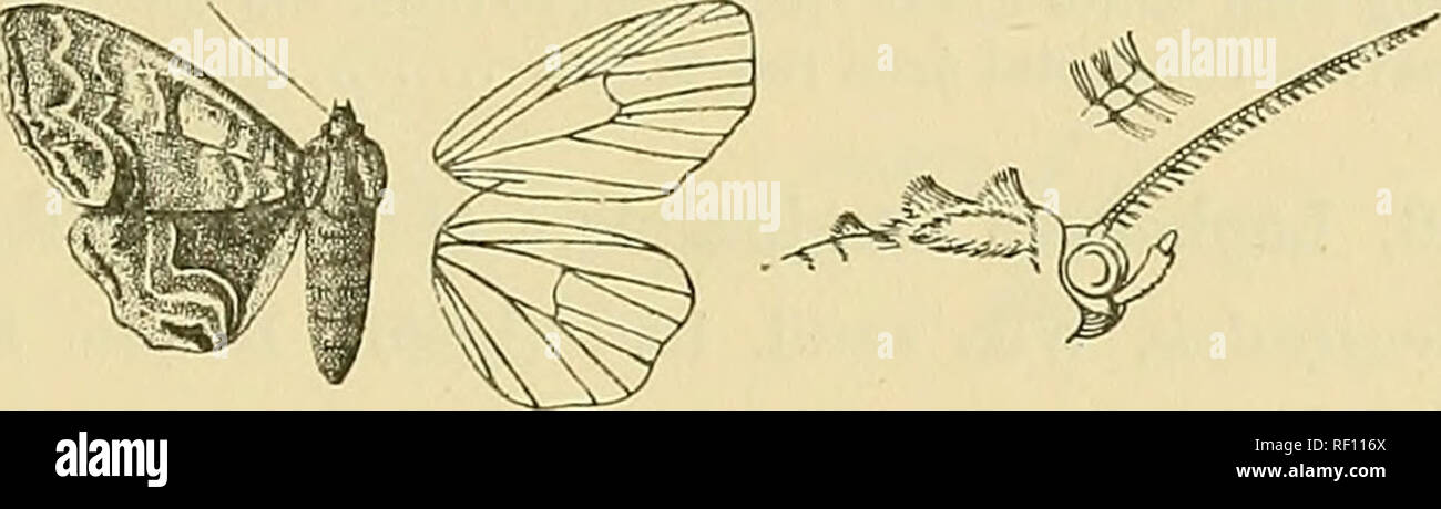 . Catalogue of the Lepidoptera Phalænæ in the British museum. Moths. EAEARA.—LOPHOEPZA, 225 abdomen rufous with the basal crest yellow; pectus and ventral surface of abdomen yellowish white, the legs tinged with brown. Fore wing with the basal area, the cell and the costal area to beyond middle yellow, the costal edge rufous, the rest of wing pale purplish brown ; three diffused sinuous rufous lines on basal area ; a dark point in middle of cell; an oblique rufous discoidal bar defined at sides by white, its upper extremity produced ; an indis- tinct oblique dark shade from lower angle of cell Stock Photo