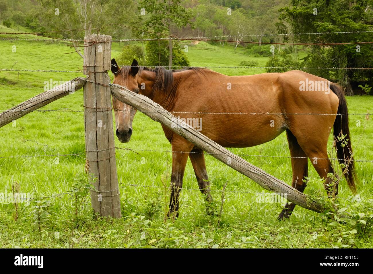 A horse behind a fence with its face hidden, Mia Mia State Forest, Queensland, Australia Stock Photo