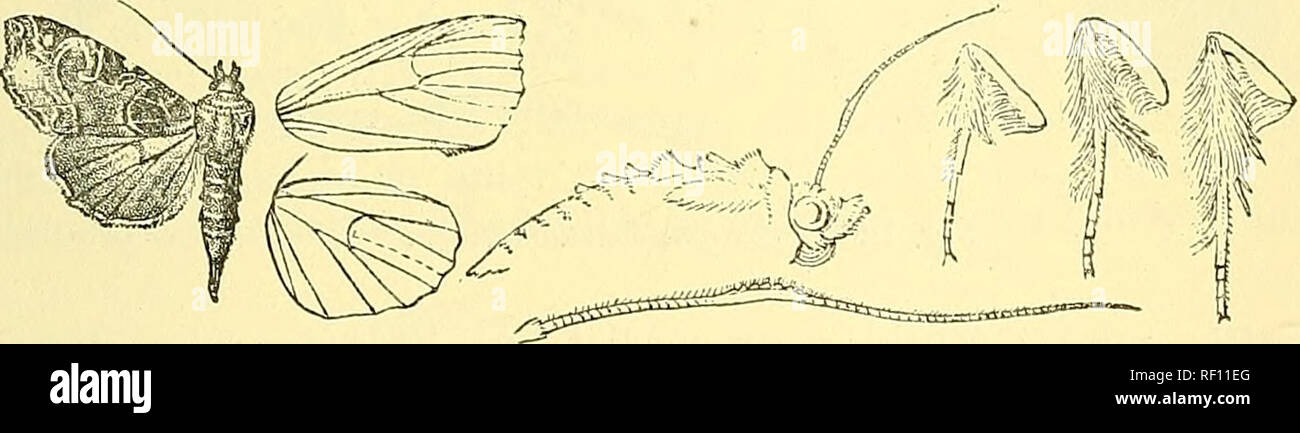 https://c8.alamy.com/comp/RF11EG/catalogue-of-the-lepidoptera-phalaenae-in-the-british-museum-moths-lepidoptera-553-b-antertnfe-of-male-slightly-thickened-anrl-minutely-serrate-at-middle-the-mid-tibisbj-spurs-and-1st-joint-of-tarsi-fringed-with-long-hair-3418-eriopus-albomacula-cailopisiria-albomacula-leech-trans-ent-soc-1900-p-111-head-and-thorax-dark-brown-mixed-with-white-and-ochreous-palpi-white-at-base-and-at-base-of-3rd-joint-frons-with-whitish-spots-at-sides-pectus-and-legs-ochreous-white-mixed-with-red-brown-abdomen-whitish-suffused-with-brown-and-with-slight-white-segmental-lines-the-cres-RF11EG.jpg