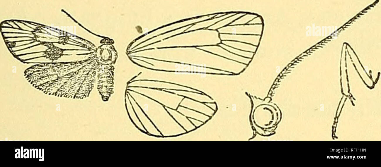 . Catalogue of the Lepidoptera Phalaenae in the British Museum. Moths; Lepidoptera. THTONE. 347 A. Fore wing with dark postmedial patches and the veins dark. a. Head bhie-black celenna. b. Head without blue tinge. a}. The dark areas black-brown placida. b The dark areas pale red-brown â parima. !B. Fore wing white, without postmedial patches. a. Fore wing with the inner area and underside tinged with fuscous tincta. b. Fore wing wholly white. Â« Antennaj black melanocera. b^. Antennse white simplex. 729. Thyone celenna. Trichomelia celenna, Schaus, P. Z. S. 1892, p. 283; id. Am. Lep. pi. ii. Stock Photo