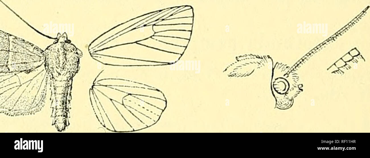 . Catalogue of the Lepidoptera Phalaenae in the British Museum. Moths; Lepidoptera. 494 NOCTtriD^. Ab. 2. Ground-colour pale brownish ocbreous, not tinged with •orange or red except at extremity of abdomen and on hind wing. Hah. Cai^ada (Norman), 3 c?, Nova Scotia (Redman), 1 c?, 1 5 , Alberta, Calgary (WoUei/-Dod), 5 c?, Br, Columbia, Coldstream Ranch (Hiss Ricardo), 1 S  U.S.A. south to Yirginia and west to the Rocky Mts., 4 cJ, 4 $ (Doubledaij), 1 c? type, jSI'ew York, 2 &lt;S. Exp. 36-48 millim. 2717. Atethmia xerampelina. Noct'ua xeramj)eUna, Esp. Schmett. iv. pi. 183. f. .5 (1793); Hilb Stock Photo