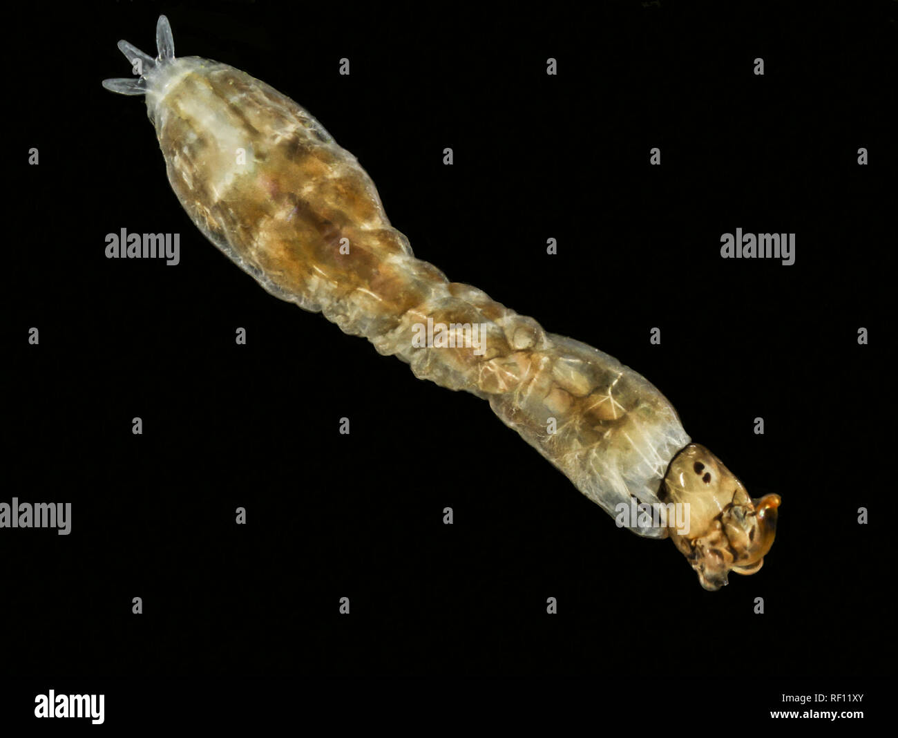 Black fly larva Simulium from fast flowing river Stock Photo Alamy