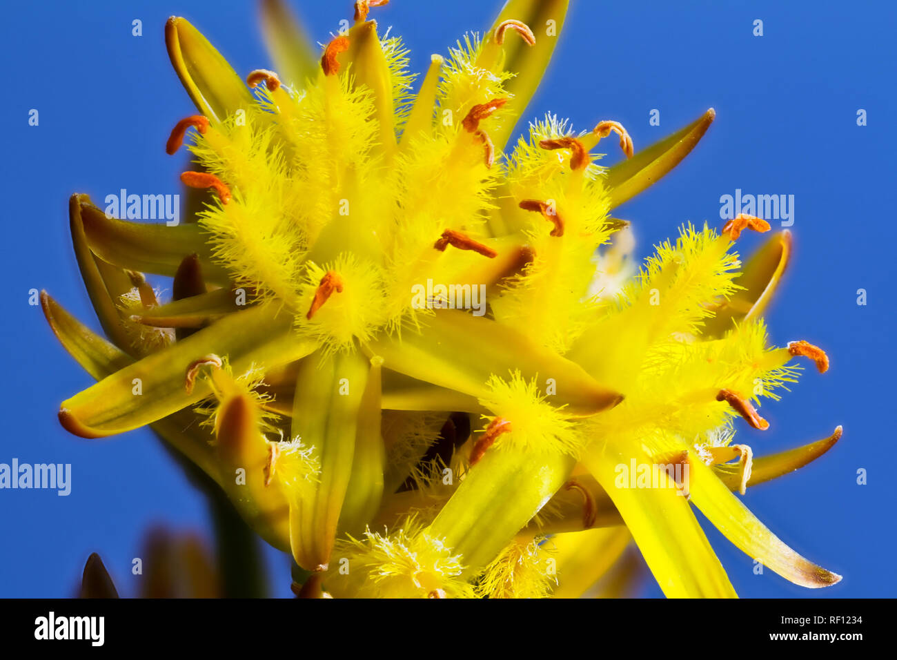bog asphodel flower focus stacked Stock Photo