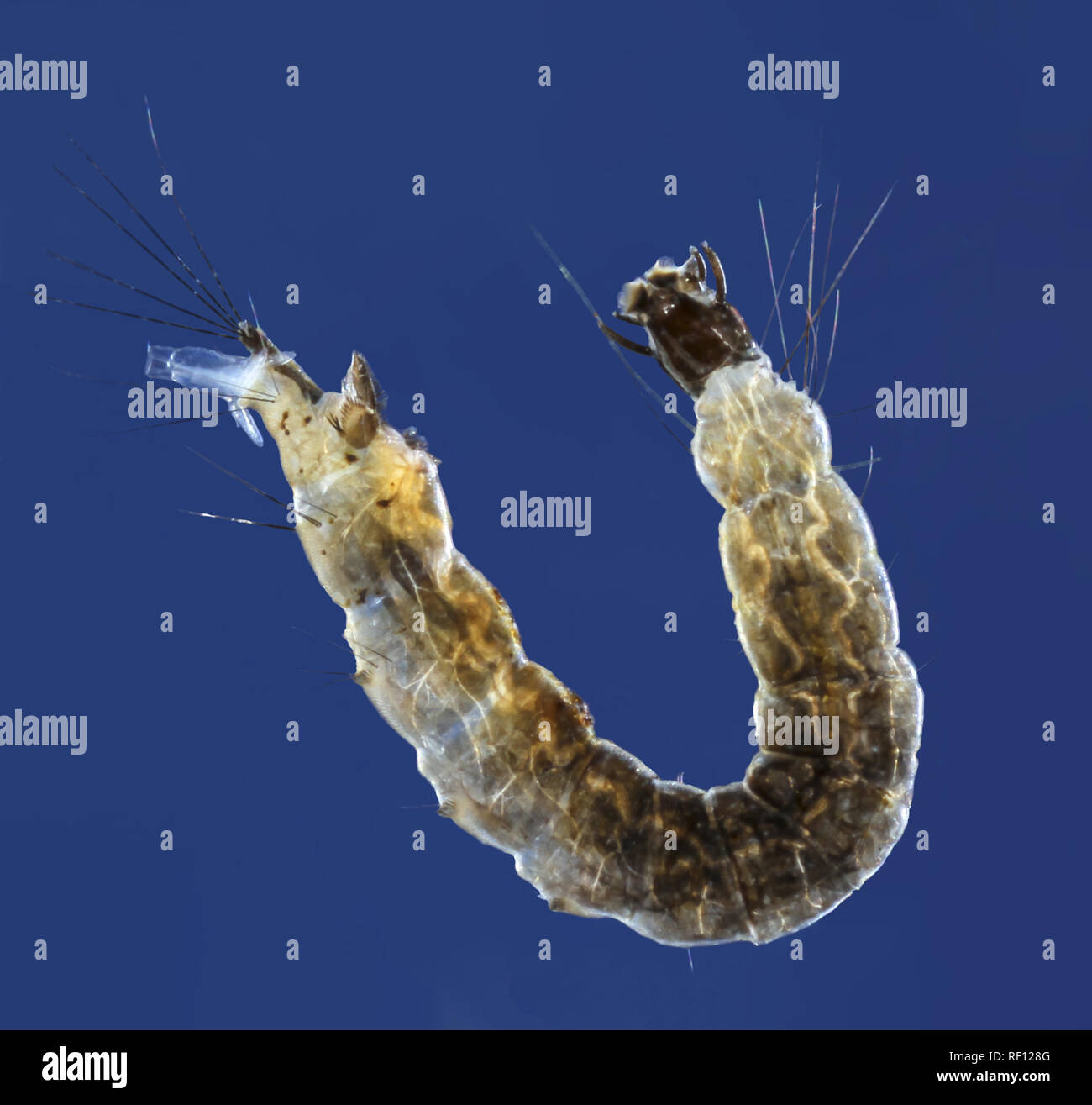 pond life dixa midge larva x5 magnified focus stacked Stock Photo