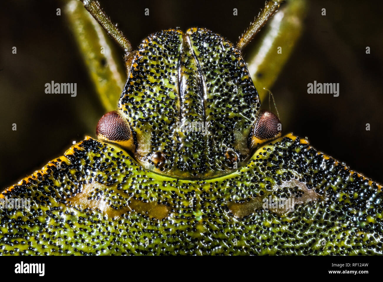 shield bug focus stack of head showing texture of exoskeleton Stock Photo
