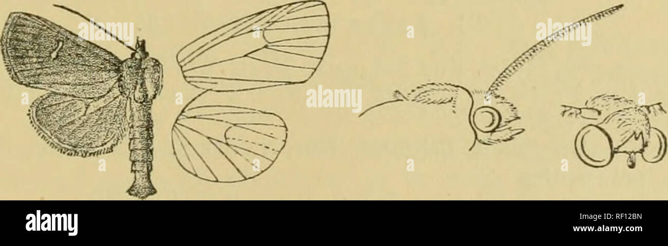 . Catalogue of the Lepidoptera Phalænæ in the British museum. Moths. ARCHAXAKA. 293 A. Fore wing with more or less developed white centre to lower part of reniform geminipicncta,. B. Fore wing with the lower part of reniform black, more or less defined by wliite or by wliite points. a. Hind wing with dark discoidal spot or lunule on under- side. rt Fore wing witli the postmedial line entire, dentate . resoluta f&gt; Fore wing witji the postmedial line reduced to short black and white streaks dissoluta. b. Kind wing witliout dark discoidal spot on underside, a'. Fore wing with postmedial seri Stock Photo