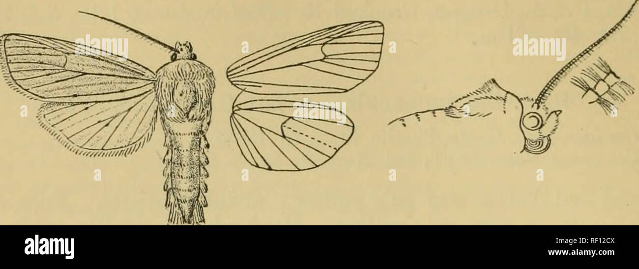 . Catalogue of the Lepidoptera Phalænæ in the British museum. Moths. 282 NOCTUID-E. costal half irrorated witli black, some black points on termen from apex to (iiscal fold.. Fig. 120.—Arenostolu hitusa, J. j. Hah. Britaix, Leech Coll.; Germany, Zeller and Frey Colls.; Austria ; Hungary ; Switzerland ; Rumelia ; Sweden ; Russia ; W. Turkestan, Saisan, Iss}k-Ivul; E. Siberia, Ussuri. Exp. 40- 54 millim. Larva. Meyr. Brit. Lep. p. 119; Barrett, Lep. Biit. v. p. 117, pi. 199. f. 1. Whitish ochreous tinged with pink ; head pale red-brown. Food- plant, in stems of Phragmites. 3-6. Sect. II. Antenna Stock Photo