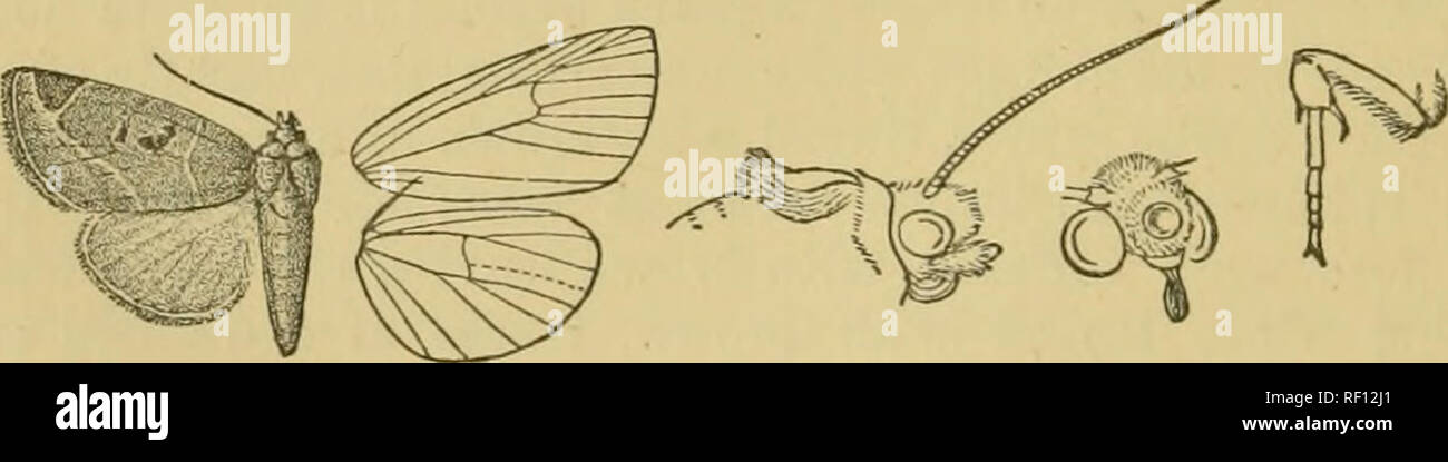 . Catalogue of the Lepidoptera Phalænæ in the British museum. Moths. 250 NOCTTTID^. Genus PLAGIOMIMICUS. Tjpe. Plagiomimicus, Grote, Bull. Buff. Soc. Nat. Sci. i. p. 182 (1873). pitycliroma. Proboscis fully developed ; prJpi porrect. extending to just beyond frons, the 2nd joint moderately fringed with hair below, the 3rd short; frons with lai-ge round corneous prominence with raised edges and corneous plate below it; eyes large, round; antenna of male laminate and almost simple; thorax clothed with rough scales, the prothorax without crest, the metathorax with spreading crest, the patagia som Stock Photo