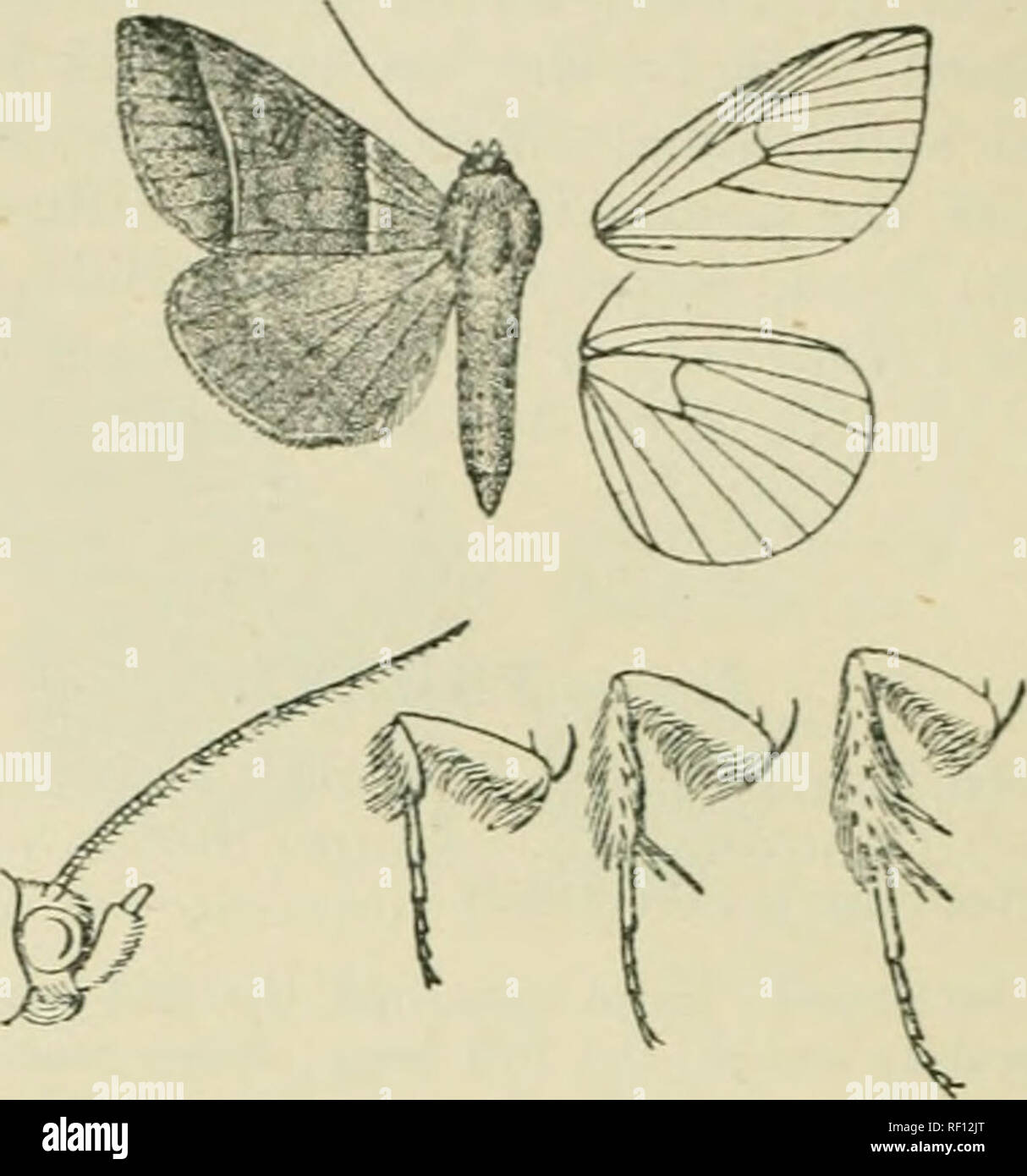 . Catalogue of Lepidoptera Phalaenae in the British Museum. Moths. 103 ^â 0CTlâ¢rDJ:. inner inari,'in ; cilia brownLsh grey; the undorsiJu ochreous brown, the apical area browner.. Fig. 2d.Phii)ys vinculum, S â¢ r- TIab. U.S,A., Southern States, Florida (Doiihlecloij), 2 6 , Miami (Schrnis), 1 c?, N. Smyrna, 1 d, Tampa. 1 6 ; Bahamas, Nassiiu (Sir G. Carter, Boiiliofe), 3 d&quot;, 1 $ . Krj). 36-40 millim. 7877. Phurys immunis. (Plate CCXXIV. fig. 1.) Thiu-ys hnmunu, Guen. Noct. iii. p. 305 (1852); Druce, Biol. Cent.-Am., Het. i. p. 385. S â¢ Head and thorax ochreous tinged with red-l)r()wn ; Stock Photo