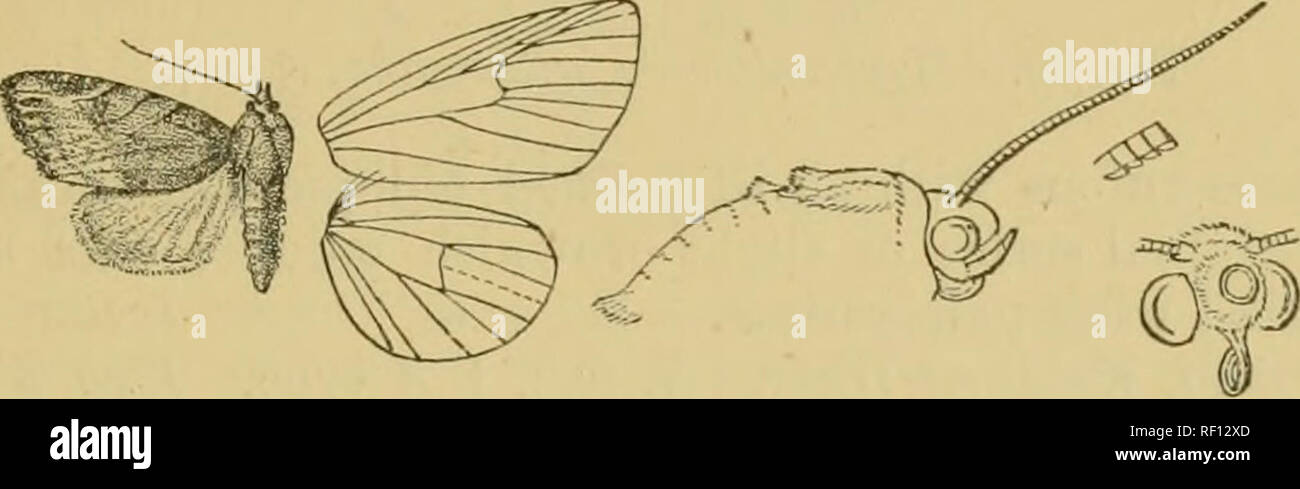 . Catalogue of the Lepidoptera Phalænæ in the British museum. Moths. ArOCALTlIxrA. nyPl'ECALYMN'IA, 185 line represented bj' an oblique l)lack striga from costa ; antemcdial line very oblique and black from costa to median nervure, then very indistinct, minntely dentate and inwardly oblique ; orbicular absent; reniform faintly defined by fuscous, somewhat constricted at middle ; medial line black and very oblique from costa to lower an,2:le of cell, then indistinct, diffused and inwardly oblique; post- medial line black and very oblique from costa to vein 6, then reduced to slight streaks and  Stock Photo