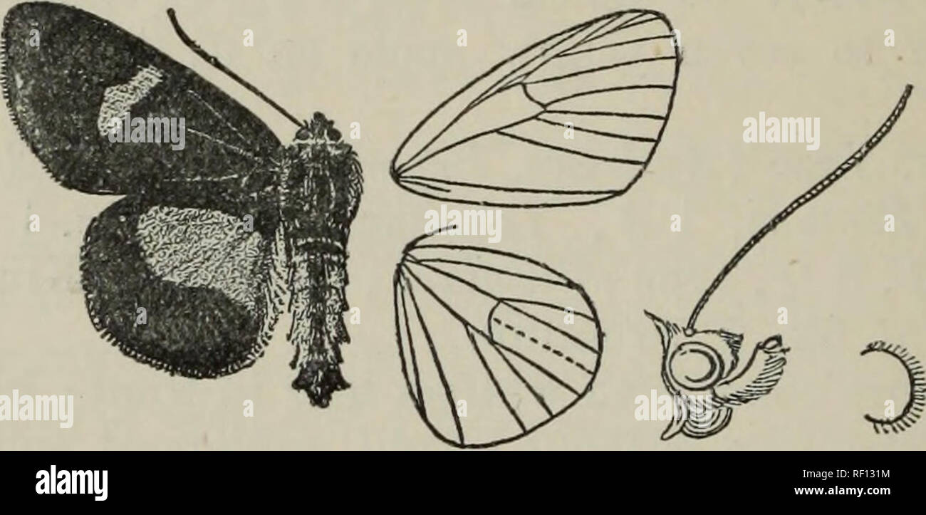 . Catalogue of the Lepidoptera Phalænæ in the British Museum. British