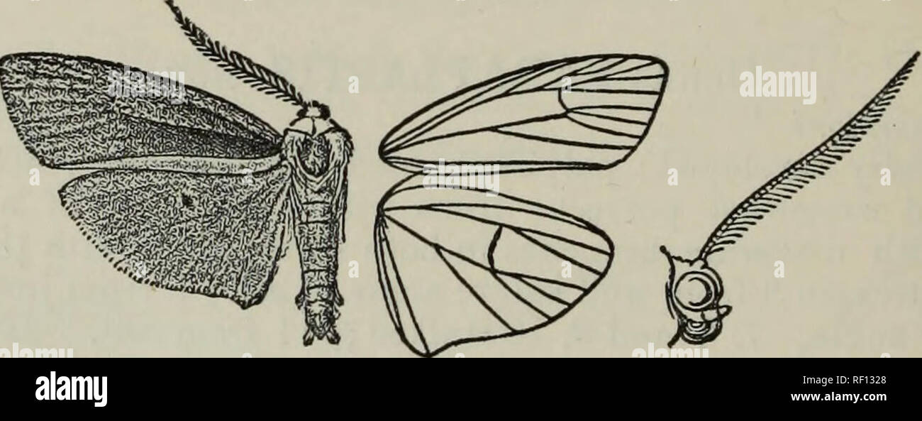 . Catalogue of the Lepidoptera Phalænæ in the British Museum. British Museum (Natural History). Dept. of Zoology; Moths; Lepidoptera. Fig. 228.—Taraplastis hampsoni (From Moths Ind. vol. ii.) beyond end of cell from costa to vein 1, angled at median nervure, then oblique. Hind wing with the rough scales on terminal area orange. $ . Abdomen orange above. Hah. NiLGiEi PLATEAU 6000 ft. {Hampson^ Lindsay)^ 1 c?, 4 $ , type ; Shevaeoy Hills (Morris), 1 6 . i^o^^. 54 millim. Genus ILEMODES. Ilemodes, Hrapsn. Ann. S. Afr. Mus. ii. p. 53 (1900) Type. heterogyna. Proboscis fully developed ; palpi porre Stock Photo