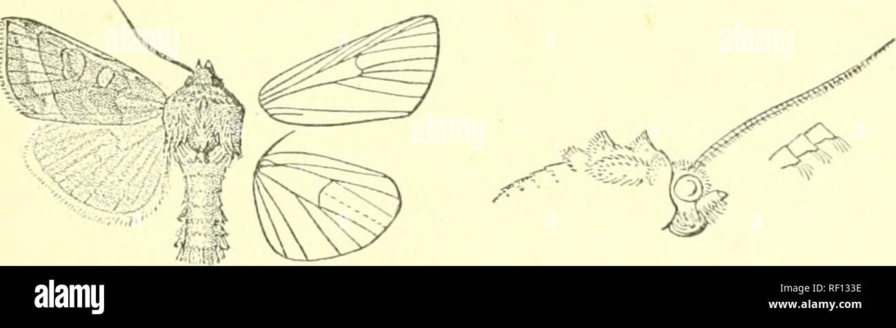 . Catalogue of Lepidoptera Phalaenae in the British Museum. Moths. HYDRffiCIA. 43 yellowish white irroratcd with brown, the postmedial line cxcurved below costa, then sinuous, the subterminal band indistinct. Bah. E. SiBEEiA, Amur]and, Ussuri ; Japan, Hakodate (^w^'reifs, Leech), 1 J , 1 ? , Nemoro {Leech), 2 $ , Yokohama {Pryer, Lewis), -Z S . Exp. 40-54 millim. 4342. HydrcBcia inicacea. Kotina micacca, Esp. Schmett. pi. 145. f. 6 (1789) ; Sepp, Ins. iv. pis. 38, 39 ; Dup. Lep. Fr. vii. p. 243, pi. 115. f. 6 ; Fit. Keue Beitr. pi. 117 ; Curt. Brit. Ent., Lep. pi. 252 ; Stepli. 111. Brit. Ent. Stock Photo