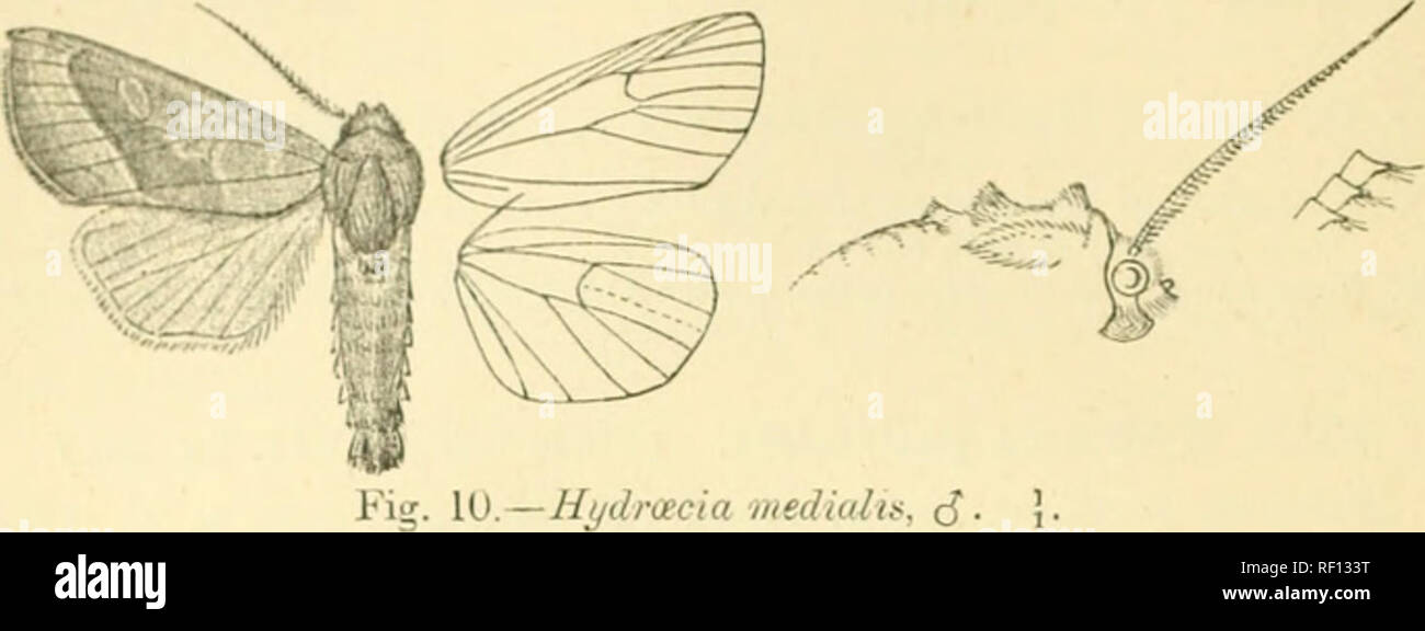 . Catalogue of Lepidoptera Phalaenae in the British Museum. Moths. 3S KuClUlU.E. line; cilia rufous with an ochreous line at base. Hind wing white suffused with brownish ochreous; the underside white suffused with vcllow.. Iml'. lU Hah. U.S A., Washington, Colorado, Glen wood Springs, Custer Co., Cusack Kanch {Cockerdl), 2 J . Exp. 48 millim. Sect. 111. Antenna? of male strongly serrate and fasciculate. A. Fore wing bright rufous, the medial area d(»ep rufous ceyvago. E. Fore wing ochreous wliite tinged with red-brown especially on medial area obliqtta. C. Fore wing with tiie ground-colour yel Stock Photo