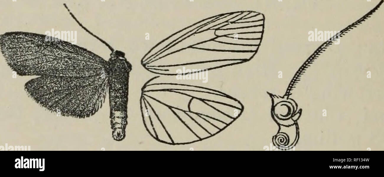 . Catalogue of the Lepidoptera Phalænæ in the British Museum. British Museum (Natural History). Dept. of Zoology; Moths; Lepidoptera. Fig. 212.—Aiohnis unifascia, (^. . black towards base; a somewhat diffused blackish fascia below the cell hardly reaching termen. Hind wing j^ellowish white. Hah. SuMBAWA (Dohrrti/), 1 c? type. E,vjp. 34 millim. Sect. II. Antennas of male ciliated. 2080. Atolmis rubricoUis. Noctua rubricoUis, Linn. Syst. Nat. i. p. .511 (1758); Clerck, Icones, pi. ii, f. 3; Esp. .^Jcbmett. iv. p. 90, pi. 92. f. 1 ; Hiibn. Eur. Schmett. ii. f. 94 ; Godt. Lep. Fr. v. p. 22, pi. 4 Stock Photo