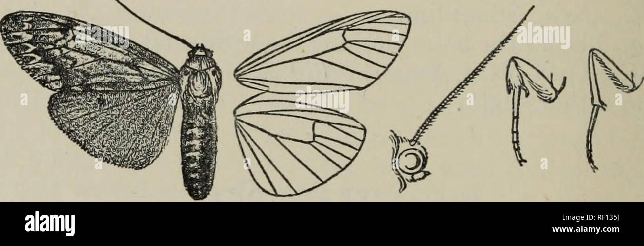 . Catalogue of the Lepidoptera Phalænæ in the British Museum. British Museum (Natural History). Dept. of Zoology; Moths; Lepidoptera. 470 AECTIAD^:. 2066. Teracotona euprepia. (Plate L. fig. 13.) Teracotona euprepia, Hmpsn. Ann. S. Afr. Mus. ii. p. 58 (1900). (S . Head and thorax ochreous white; palpi crimson, black at tips; frons with crimson bar above ; antennae black, crimson towards base; edges of tegulas and patagia crimson; pectus and femora crimson; tibiae black, fringed with ochreous hair; tarsi black; abdomen orange, clothed with crimson hair at base, subdorsal, lateral, and sublatera Stock Photo