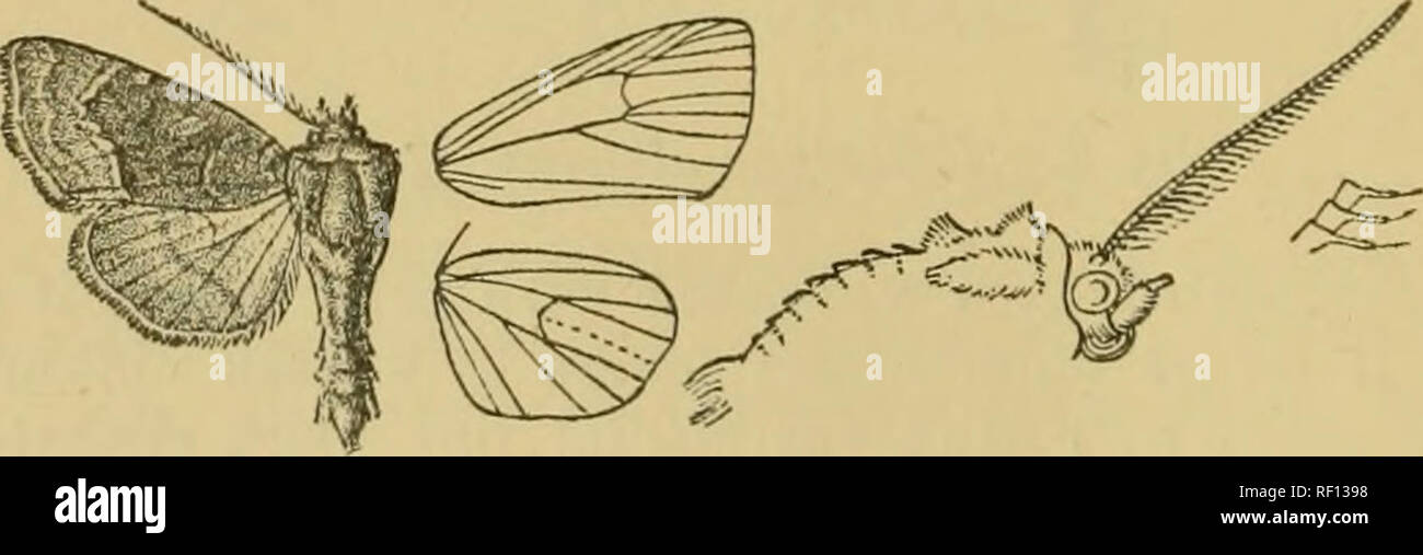 . Catalogue of the Lepidoptera Phalænæ in the British museum. Moths. 20 N0fTUIDJ3. rufous and irroratecl with black, a black discoidal lunule and minutely wa-ved postmedial line. Bab. SiKHiM {Atldnson, MoUer, Dudgeon, Pilcher), 6 6 type; Bengal, Calcutta, 1 d&quot;. Exy. 42-46 millira. Genus GORTYNA. Type. Gortyna, Treit. Selimett, Eur. v. (2) p. 330 (1825) leucostigma. Heloiropha, Led. Noct. Eur. p. 118 (1857) leucostigma. Proboscis fully developed ; palpi upturned, tlie 2nd joint reaching about to middle of irons and moderately scaled, the 3rd short; frous smooth ; eyes large, rounded ; ante Stock Photo
