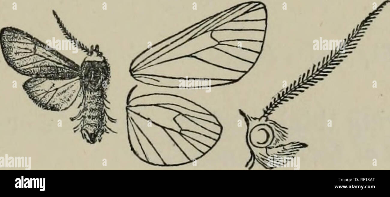 . Catalogue of the Lepidoptera Phalænæ in the British Museum. British Museum (Natural History). Dept. of Zoology; Moths; Lepidoptera. APANTESIS.—CODIOSOMA. 413 or interrupted below the cell, or forking towards costa by being confluent with the postmedial band below the cell, this band being either complete and angled inwards on vein 2, or interrupted below the cell, or not reaching inner margin ; conjoined subterminal spots from costa to vein 4 and a spot from vein 2 to inner margin ; a large apical spot and spots on veins 3, 4. Hind wing orange-yelloAV, the costal and inner areas and the term Stock Photo