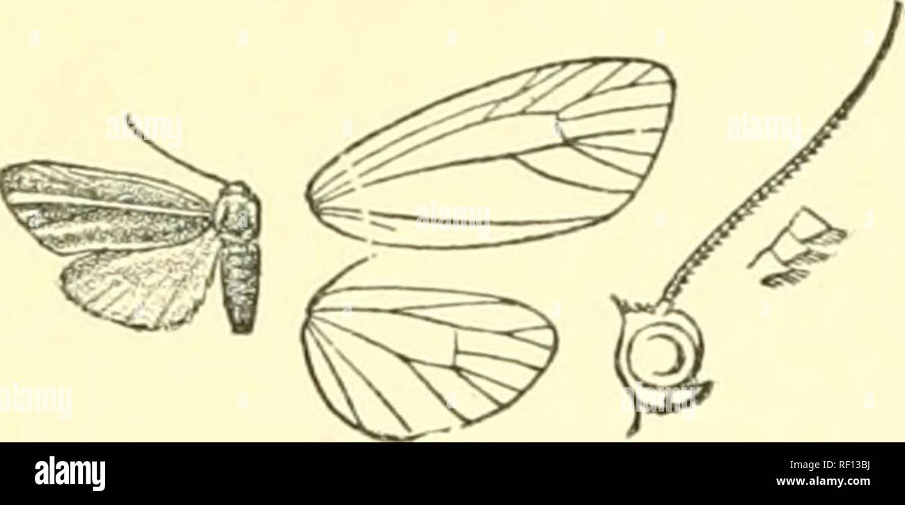 . Catalogue of Lepidoptera Phalaenae in the British Museum. Moths. H^MATOMIS. HYPOPREPIA. 515 thorax fuscous ; patagia pale crimson with the extremities fuscous; metathorax with yellow patch; abdomen greyish. Fore wing fuscous grey, with yellow fascine on costa, from base through the cell, slightly expanding to termen below apex, along vein 2 from near. Fig. 368.—Hcemafomis mcxicaiia, (^. i. its base to termen, and on inner margin. Hind wing pale yellow, the costa tinged with fuscous. 2 . Hind wing fuscous, with yellowish fascia from base through the cell to termen. Bab. Arizona ; Mexico, Dura Stock Photo