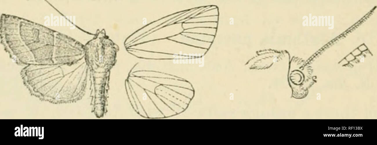 . Catalogue of Lepidoptera Phalaenae in the British Museum. Moths. v.n NOCTUID.i:. Ab. 1*. (irouiid-colour ])alo brownish oclireous, not tinged witli orange or red except at extremity of abdomen and on hind wing. //(if&gt;. Caxad.v (Xoriiuin), '.i J, Xova Scotia (Rchnan), 1 c?, 1 9 , Alln'rta, Calgary {WoUey-Dod)^ 5 S •. I^r. Cohimbia, Coldstream Itaiich (JL/m liiairdo), 1 S  U.S.A. south to Virginia and west to the liockv Mts., 4 c?, -i $ {Douhleday), 1 ^ tvpe, New York, 2 S . Exp. 3G-48 millim. 2717. Atethmia xerampelina. yvrtita .rcrariipelina, Esp. Sclunett. iv. pi. 18-&quot;J. f&quot;. . Stock Photo