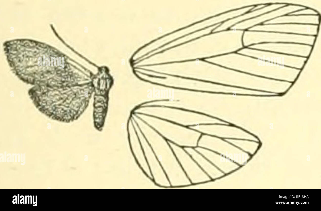 . Catalogue of Lepidoptera Phalaenae in the British Museum. Moths. TEICHOLEPIS. GYMNASURA. 425 Seit. II. Antennas of male minutely serrate, with cilia and bristles. 897. Tricholepis erubescens. Trickolepis erubescens, Hmpsn. III. Ilet. viii. p. 44, pi. 139. ff. 3,12 (1891); id. Moths Ind. ii. p. 120; Kirby, Oat. Het. p. 89. S. Head and thorax orange-scarlet ; fore tibiae streaked with black ; abdomen black, the extremity ochreous lelow; wings clothed with hair-like scales. Fore wing with oblique scarlet basal patch extending on costa to middle, the costal edge black ; the outer area black slig Stock Photo
