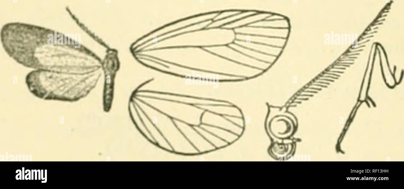 . Catalogue of Lepidoptera Phalaenae in the British Museum. Moths. Fig. 337. Tricholepis xanthomelas,. Please note that these images are extracted from scanned page images that may have been digitally enhanced for readability - coloration and appearance of these illustrations may not perfectly resemble the original work.. British Museum (Natural History). Dept. of Zoology; Hampson, George Francis, Sir, 1860-1936. London Printed by order of the Trustees Stock Photo